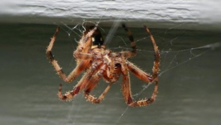 ragno domestico