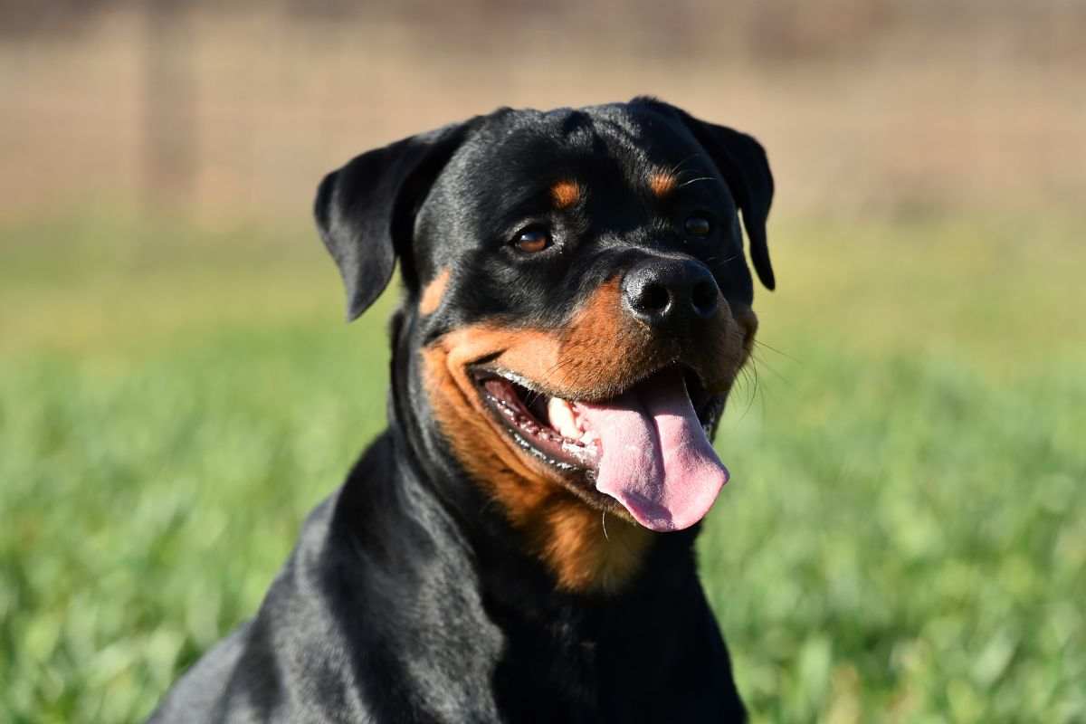 Rottweiler giocherellone