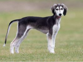 Razze canine costose, ecco le più care al mondo