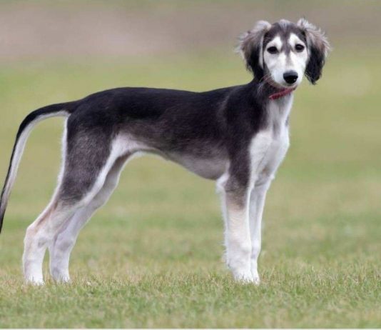 Razze canine costose, ecco le più care al mondo