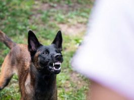 Il cane ringhia motivi