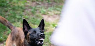 Il cane ringhia motivi
