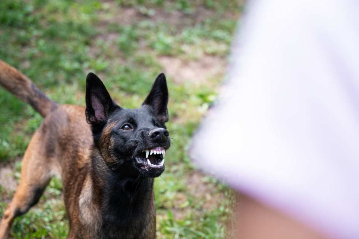 Il cane ringhia motivi