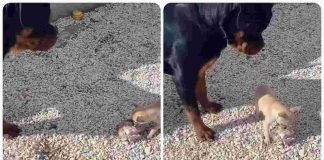 cani piccola e grande dimensione