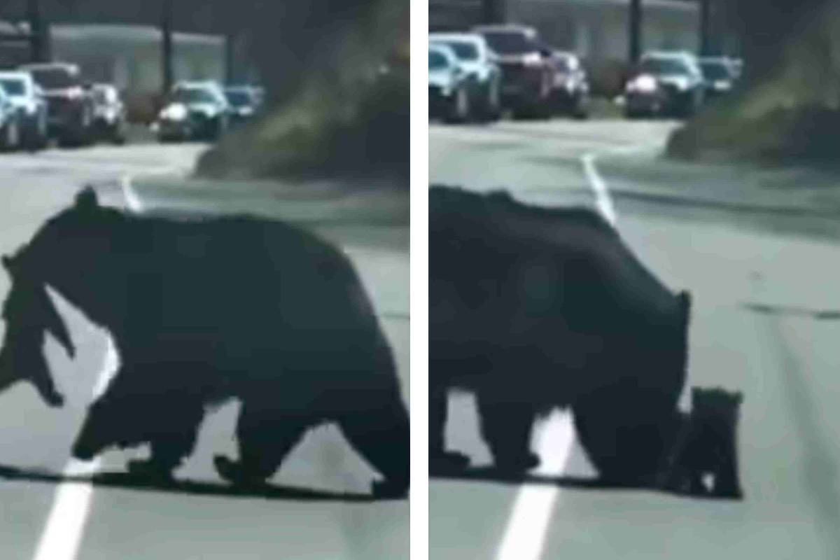 Salvataggio orsetti mamma orsa video
