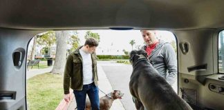 cane non vuole scendere dall'auto