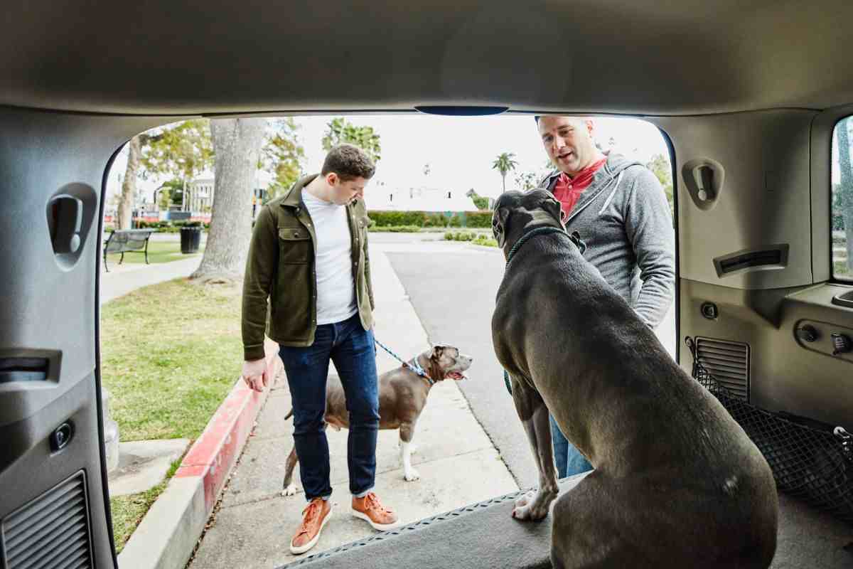 cane non vuole scendere dall'auto