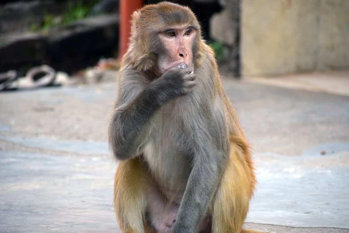 scimmia panna spray merenda video