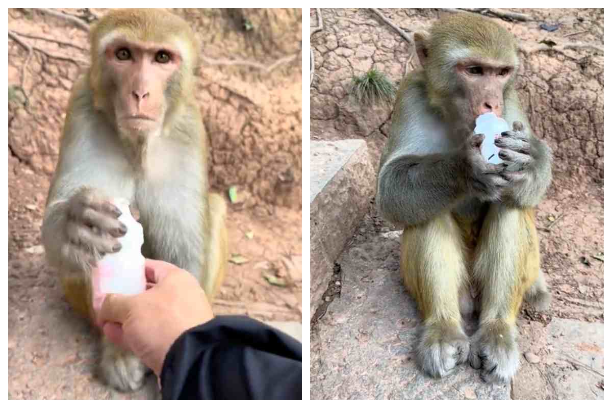 una scimmia riceve una bottiglia sporca e prima di berla la pulisce