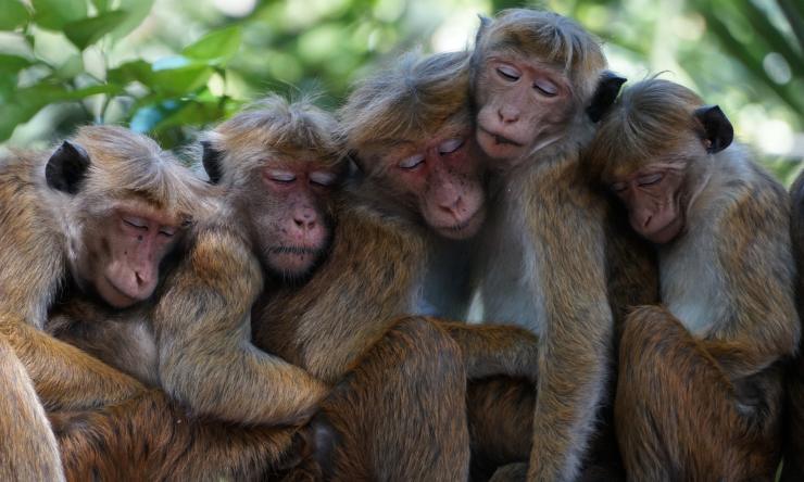 scimmie abbracciate video dolce divertente 
