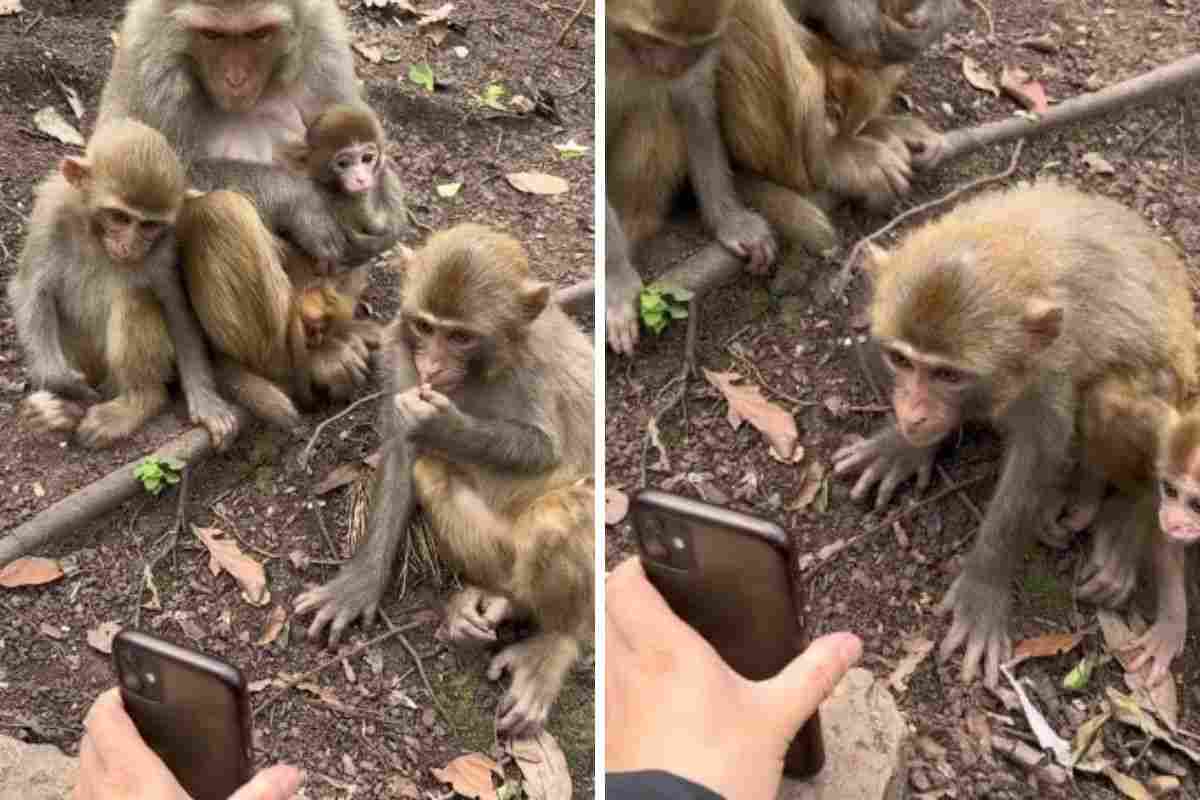 scimmie guardano lo smartphone