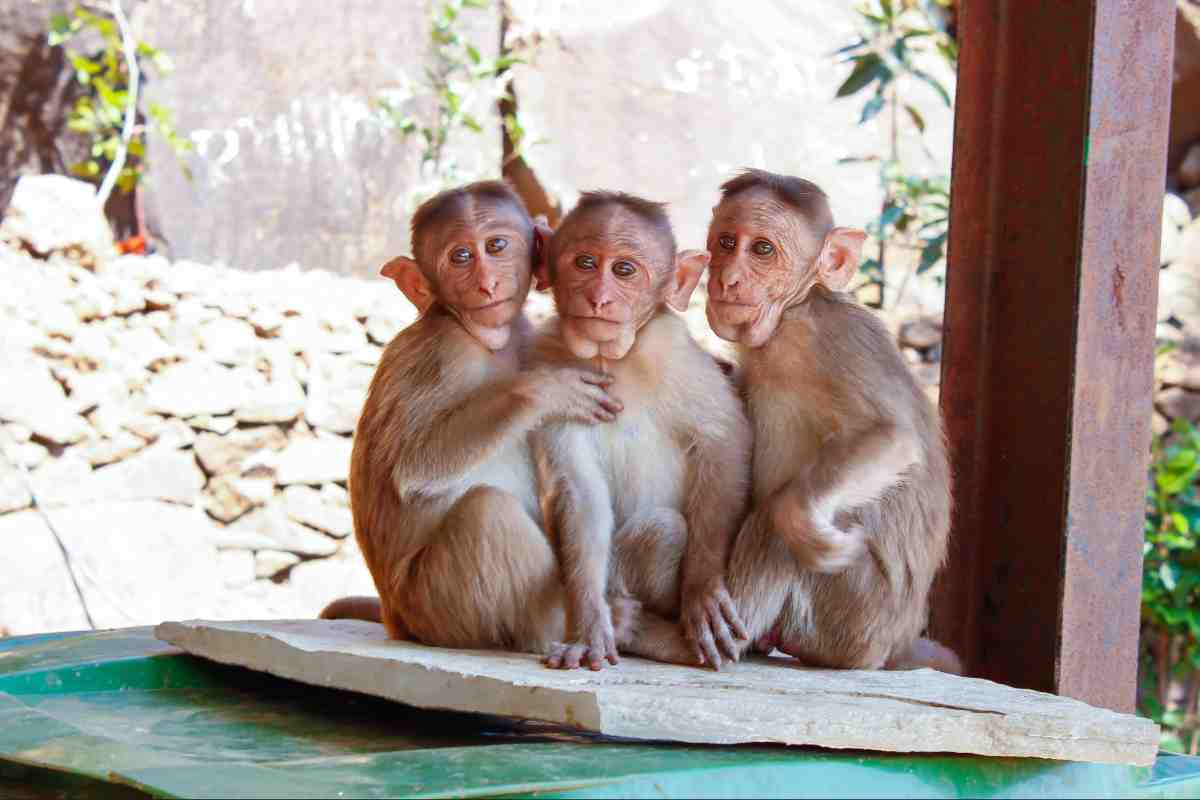 Tre scimmie insieme