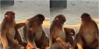 scimmie abbraccio video dolce divertente