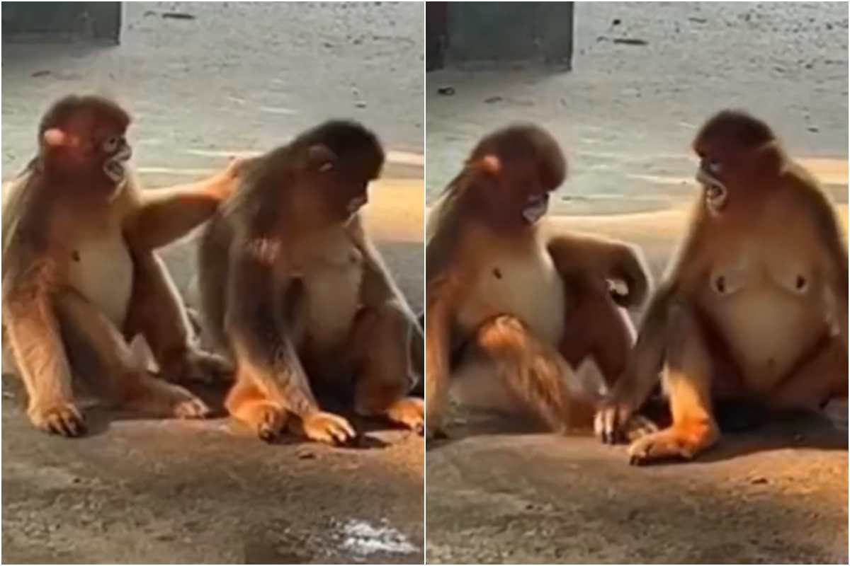 scimmie abbraccio video dolce divertente 