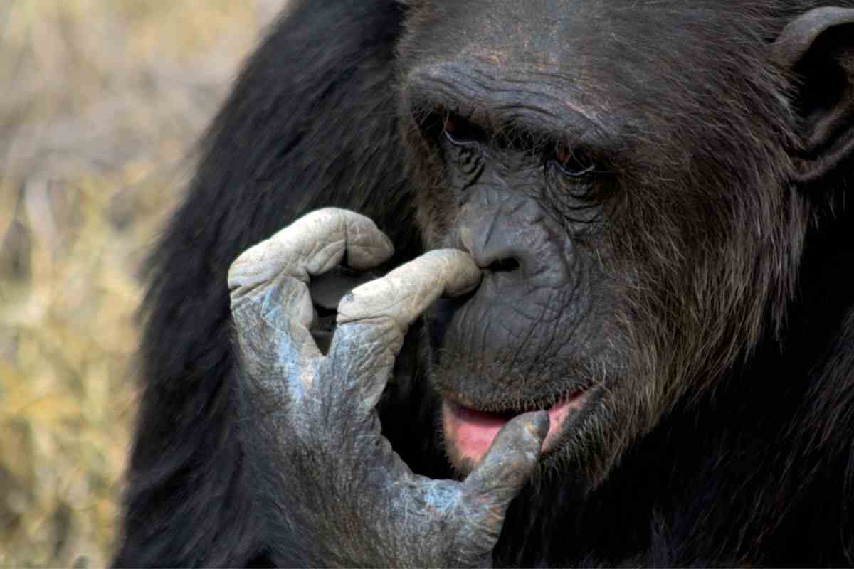 scimpanzè reazione