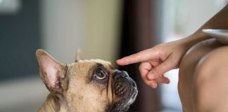 cane adulto urina in casa i motivi per cui succede