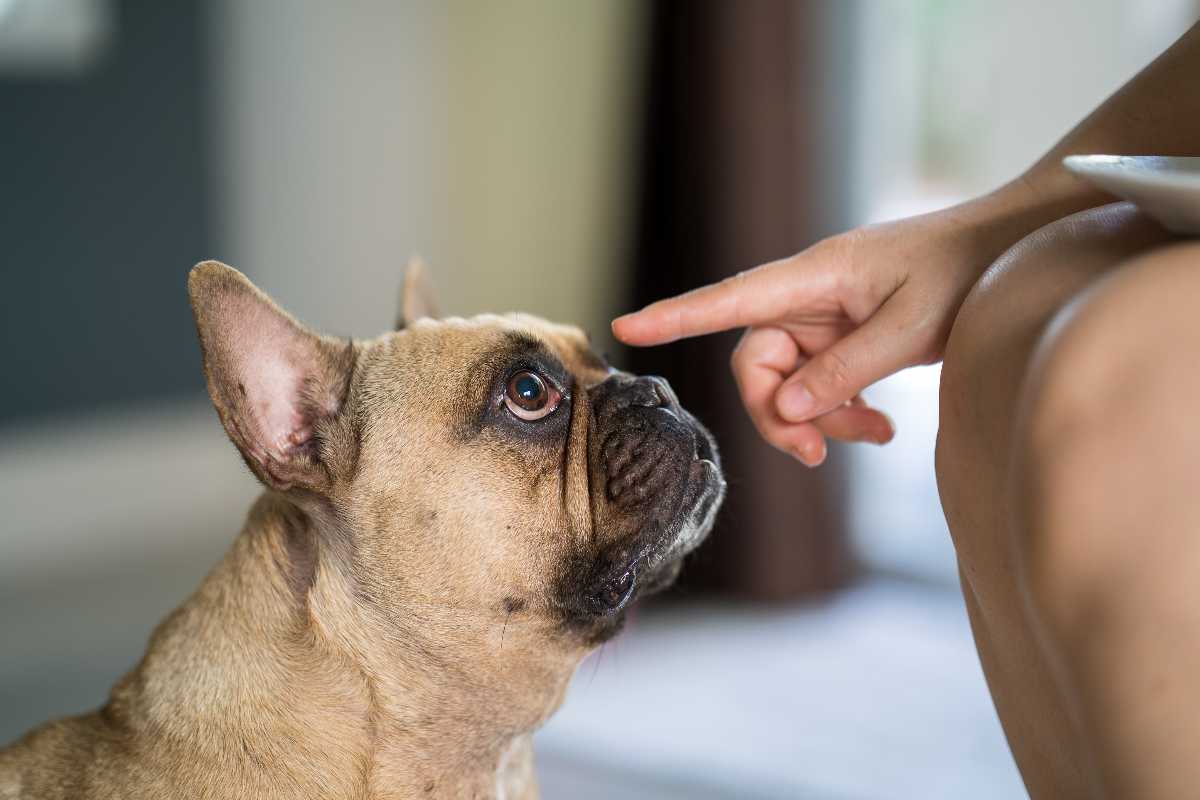 cane adulto urina in casa i motivi per cui succede