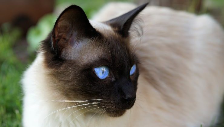 siamese 