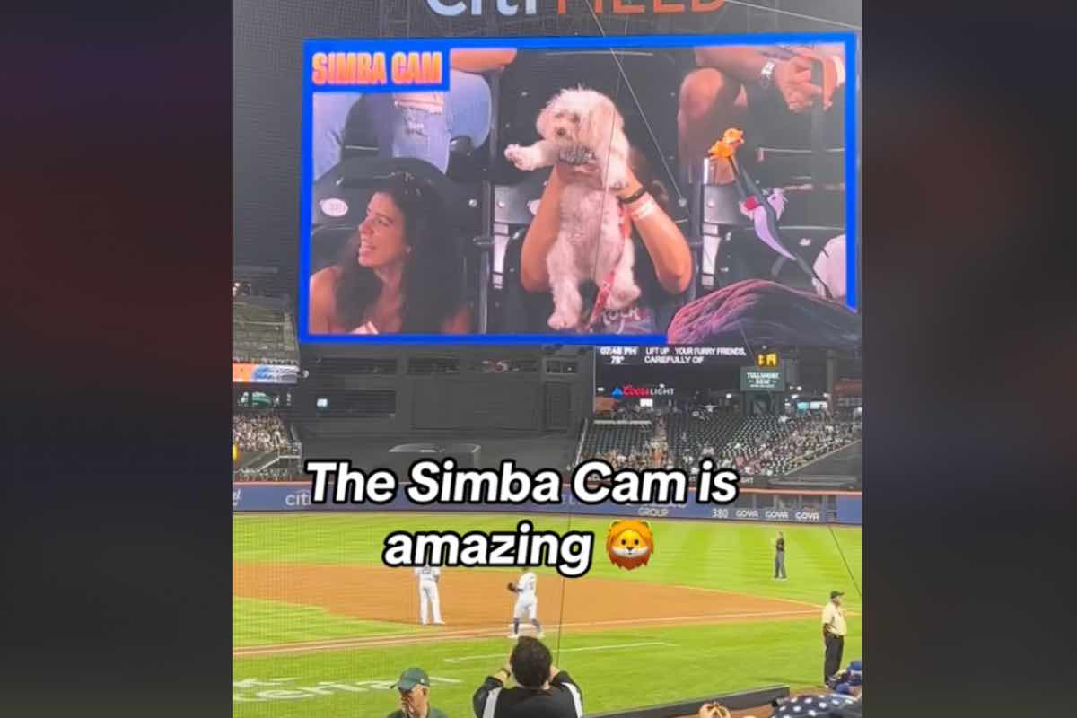 cane canzone simba