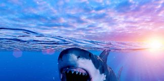 Squali: poche specie sono davvero pericolose per l’uomo
