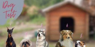 Test della razza dei cani