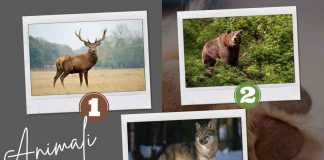 test lupo orso cervo personalità