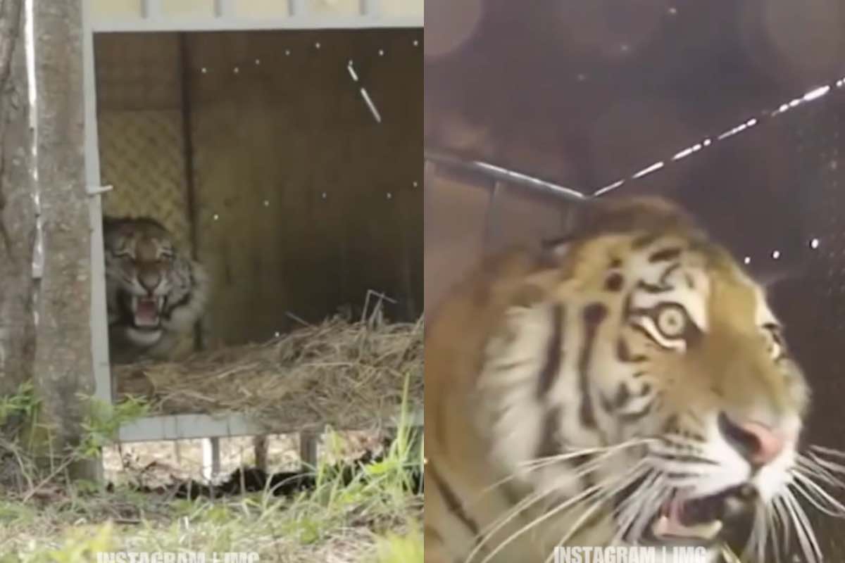 tigre siberiana rilasciata nel suo habitat