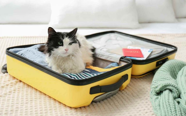 Portachiavi Collezionista Peli Di Gatto A Zampa - Custodia In PU Con Vano Trasparente - Ricordo Per Amanti Animali