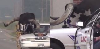 viaggia con un enorme toro in auto video