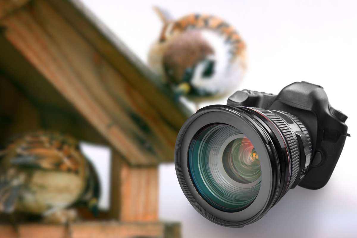 uccelli curiosi mangiatoia telecamere video