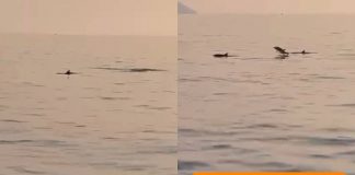 cucciolo delfino e mamma primi salti