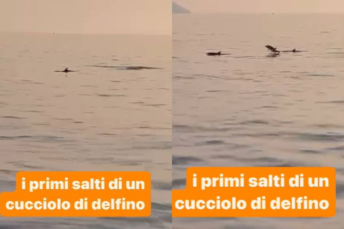 cucciolo delfino e mamma primi salti