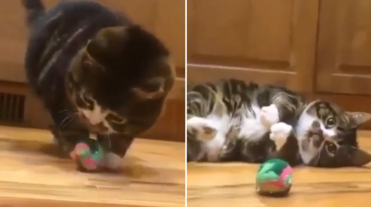 video gatto gioca con pallina