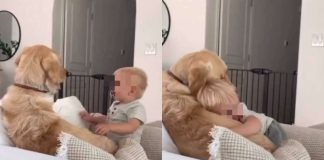 bambino golden retriever