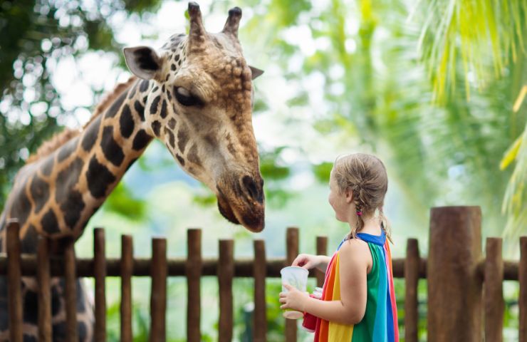 zoo al contrario uomini in gabbia