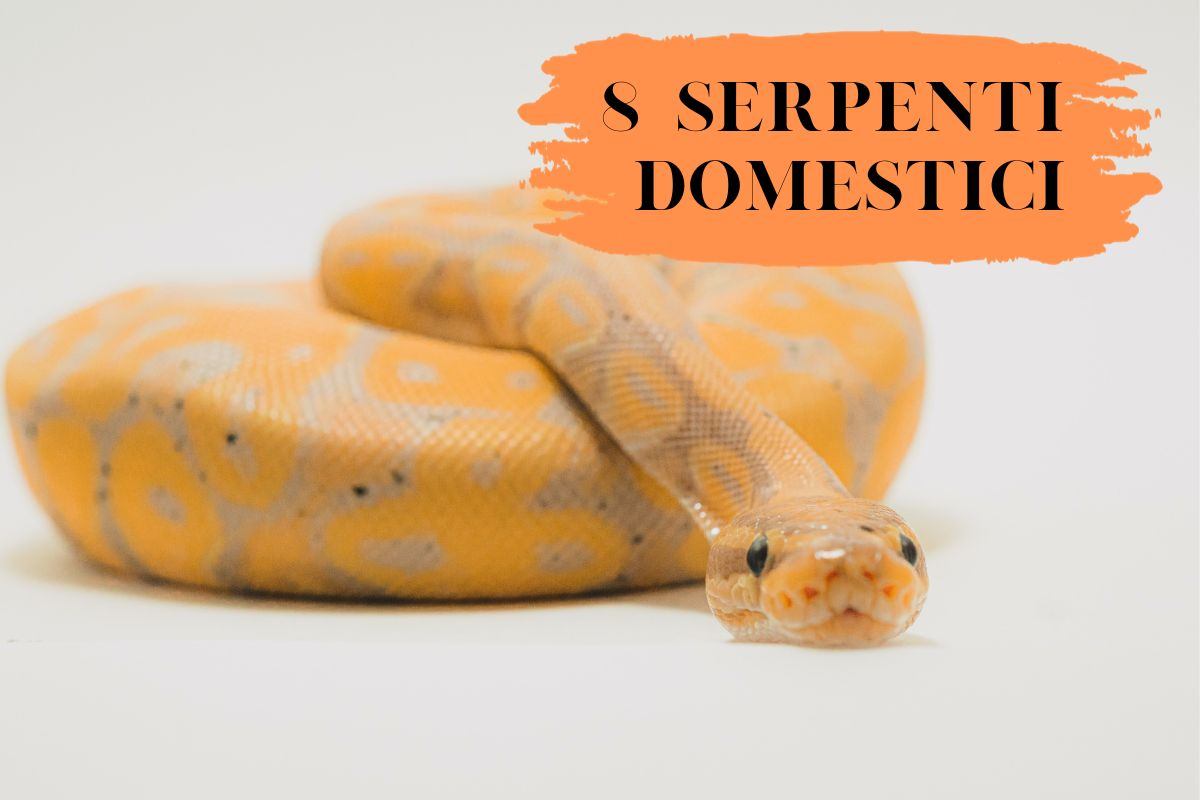 8 serpenti domestici