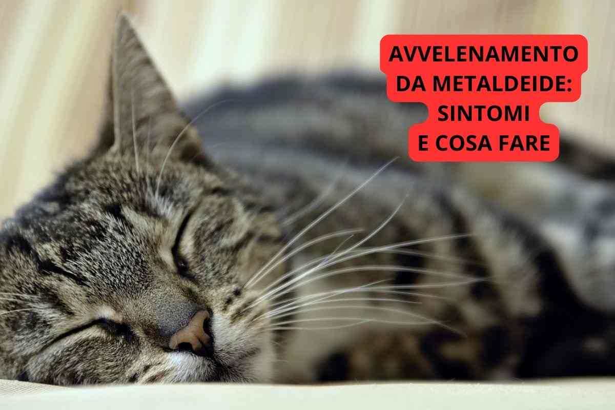 Avvelenamento metaldeide gatto