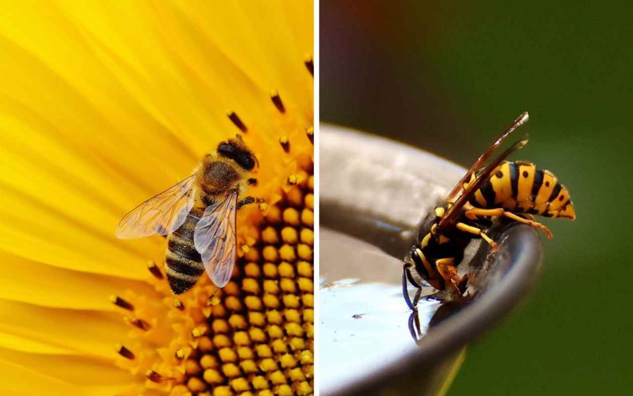 Differenze tra api, vespe, calabroni e bombi