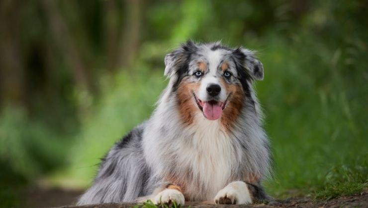 Australian Sheperd