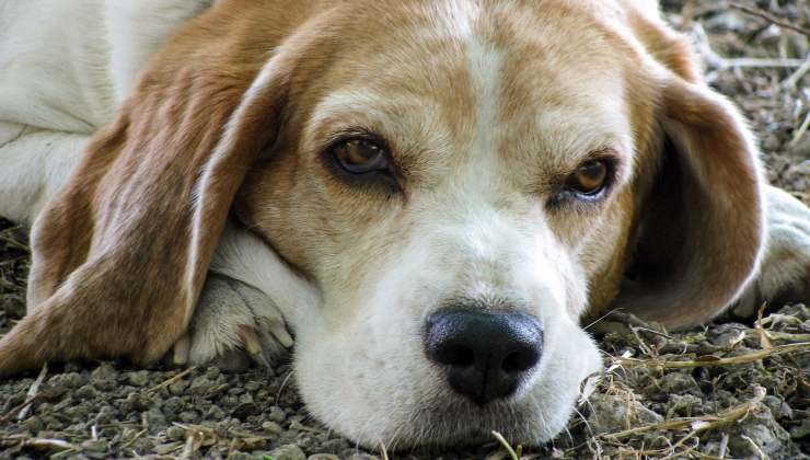 Beagle anziano 