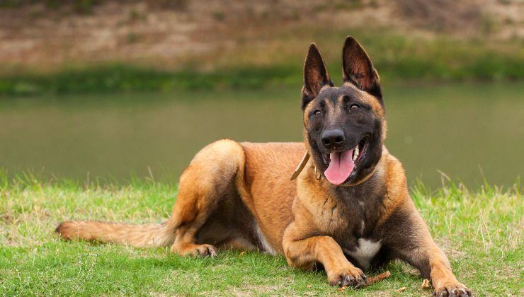 Cane passeggiata scenetta comica