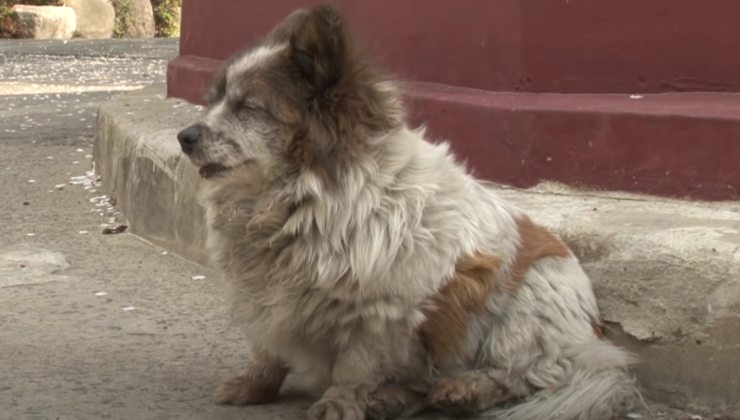 Cane aspetta il ritorno dei suoi proprietari