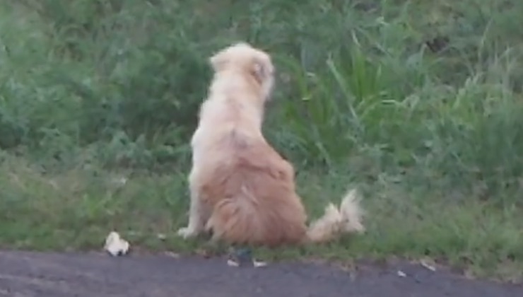 cane prato asfalto carreggiata 