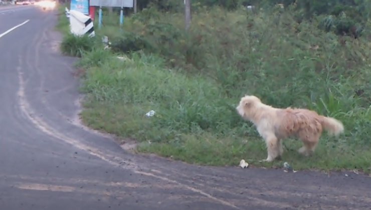 cane ciglio strada incrocio
