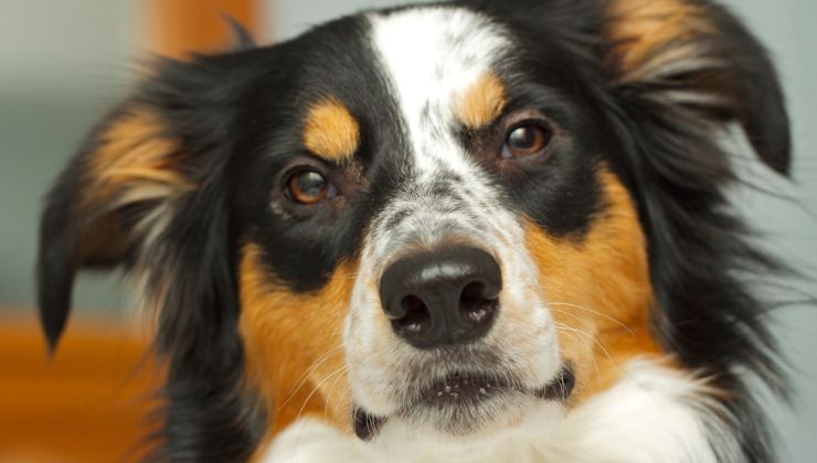 Cagnolone geloso scena