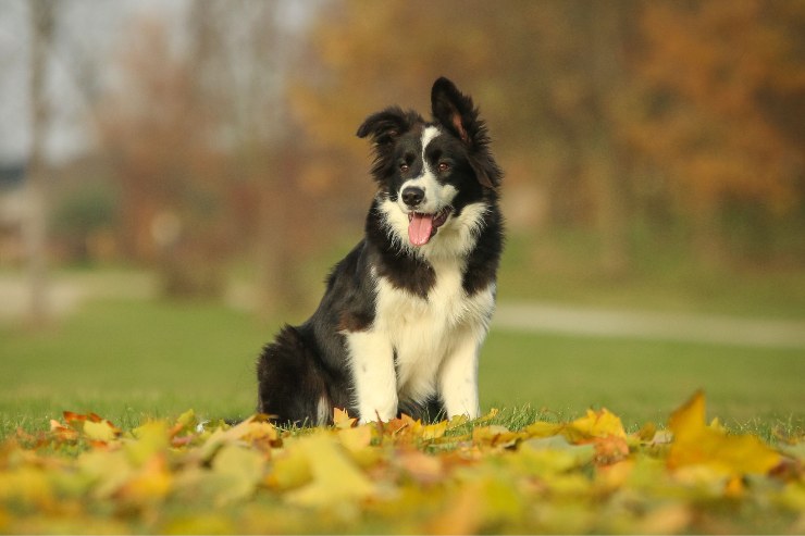 border collie molto intelligente