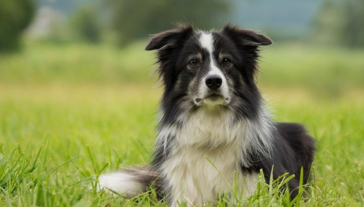 Border Collie in un prato