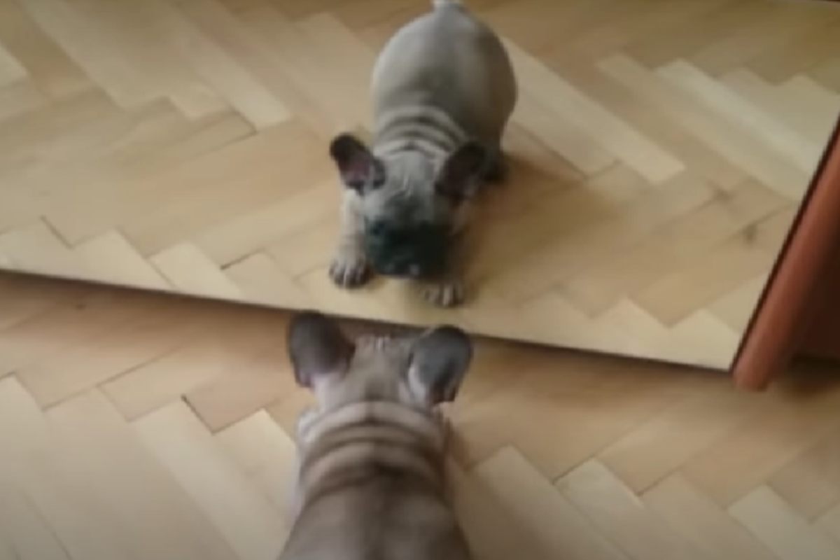 reazione cucciolo specchio