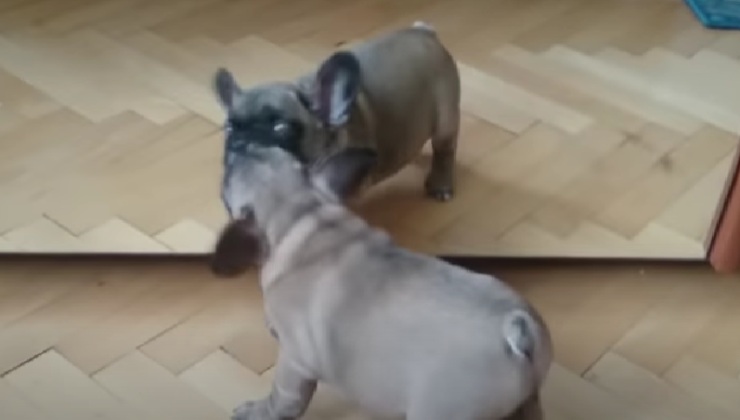 Bulldog francese gioca allo specchio