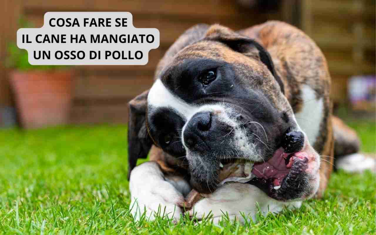 Cane ha mangiato osso di pollo